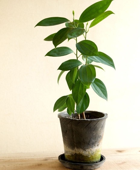 �ڻ��ߡۥ���������ɡ��֥�å��������쥢�ݥå� 25cm