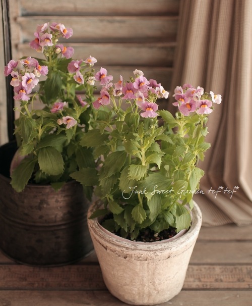 Nemesia caerulea<BR>��Sansashia Cassis��<BR><BR>�ɺ��ͥ᥷��<BR>���󥵥����إ�������