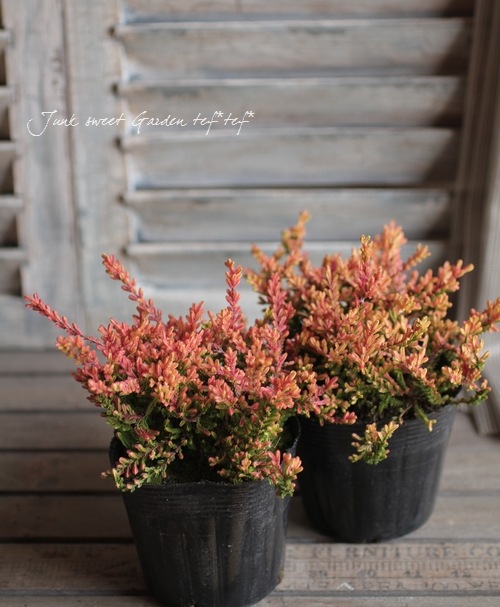 ���롼�ʡ��֥륬�ꥹ���إ�åɥء����� ��No.G��