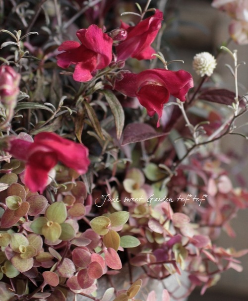 ꥭ󥮥祽إ󥷥󥰥