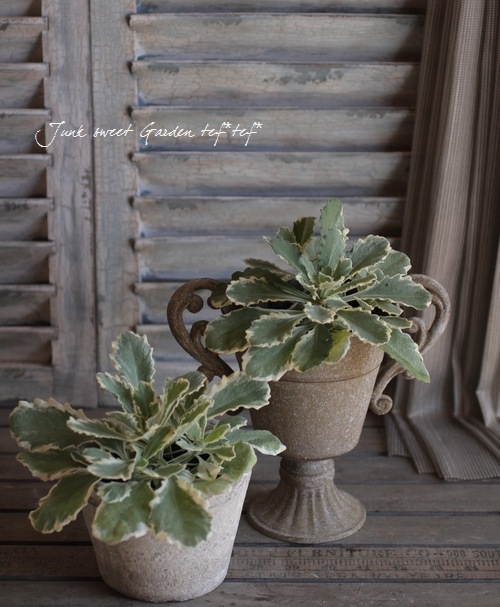 <i>Arabis caucasica</i><BR><BR>�����ꥢ��ӥ�<BR>�إ��꡼���