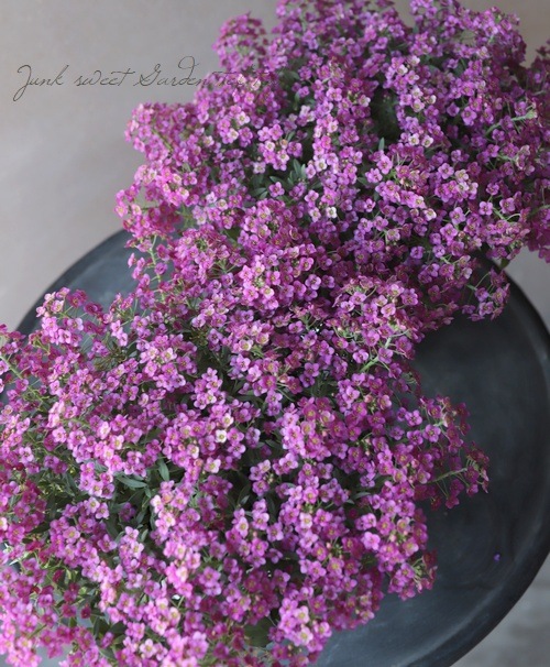 ���ܷϥ���å��ࡡ�ե�����ƥ󡡡إ饺�٥꡼�١����١����֤��İ�����