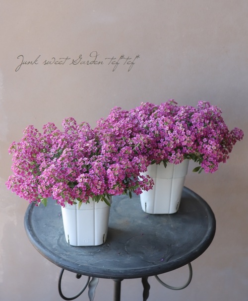 ���ܷϥ���å��ࡡ�ե�����ƥ󡡡إ饺�٥꡼�١����١����֤��İ�����