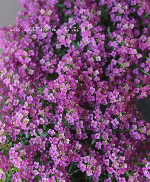 ���ܷϥ���å��ࡡ�ե�����ƥ󡡡إ饺�٥꡼�١����١����֤��İ�����