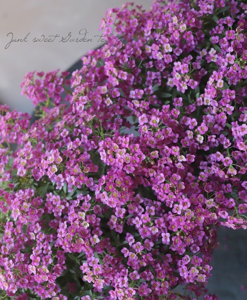 ���ܷϥ���å��ࡡ�ե�����ƥ󡡡إ饺�٥꡼�١����١����֤��İ�����