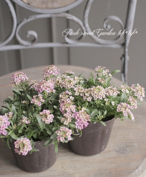 ���ܷϥ���å��ࡡ�ե�����ƥ󡡡إ饺�٥꡼�١����١����֤��İ�����