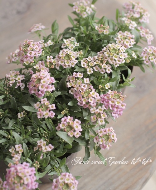 ���ܷϥ���å��ࡡ�ե�����ƥ󡡡إ饺�٥꡼�١����١����֤��İ�����