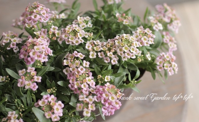 ���ܷϥ���å��ࡡ�ե�����ƥ󡡡إ饺�٥꡼�١����١����֤��İ�����