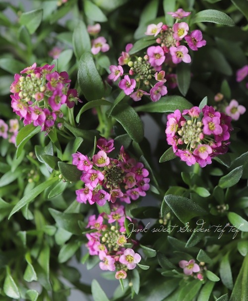 ���ܷϥ���å��ࡡ�ե�����ƥ󡡡إ饺�٥꡼�١����١����֤��İ�����