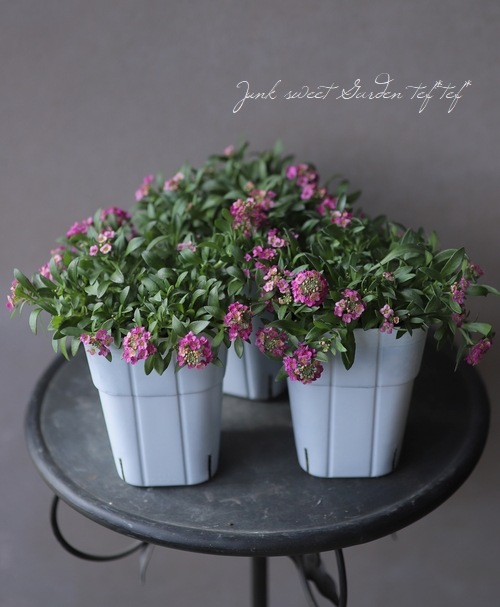 ���ܷϥ���å��ࡡ�ե�����ƥ󡡡إ饺�٥꡼�١����١����֤��İ�����