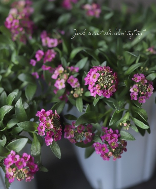 ���ܷϥ���å��ࡡ�ե�����ƥ󡡡إ饺�٥꡼�١����١����֤��İ�����