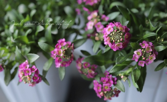 ���ܷϥ���å��ࡡ�ե�����ƥ󡡡إ饺�٥꡼�١����١����֤��İ�����