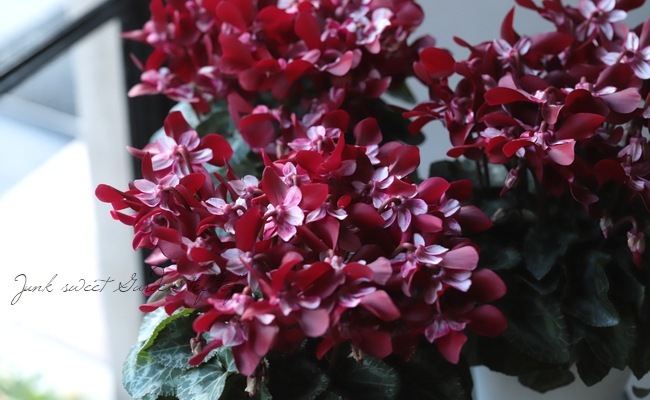 軽井沢たけいち農園】 ガーデンシクラメン 『ジックス・ワインレッド