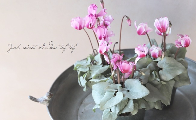 ガーデンミニシクラメン 『シルバービューティー』 【B】 | すべての