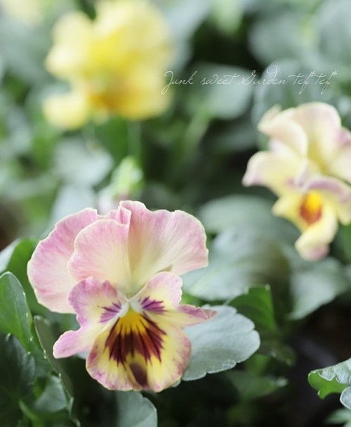 限定レア】みもとプレミアムパンジー・裏試作品種 No.3 | すべての商品