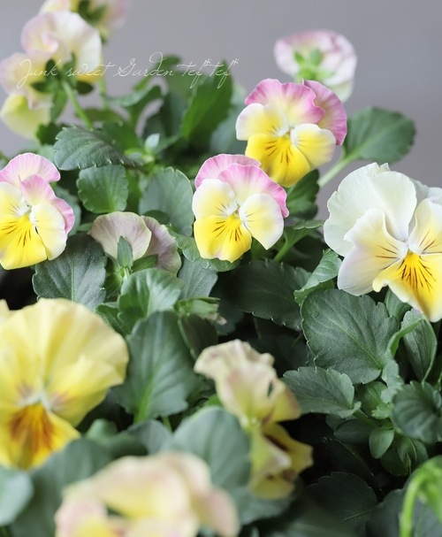 限定レア】みもとプレミアムパンジー・裏試作品種 No.3 | すべての商品