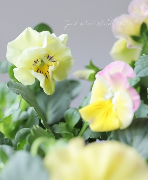 限定レア】みもとプレミアムパンジー・裏試作品種 No.3 | すべての商品