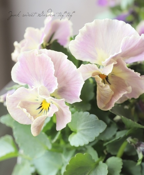 ○ビオラ・エマーブル 『ミックス』 | すべての商品 | | Junk sweet