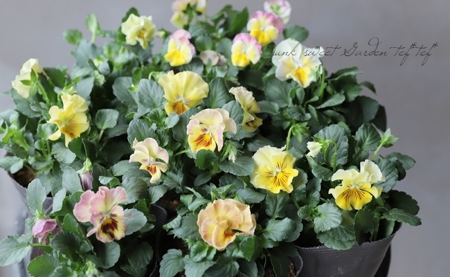 限定レア】みもとプレミアムパンジー・裏試作品種 No.3 | すべての商品