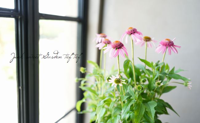 八重咲きエキナセア 『ピンクダブルデライト』 | すべての商品