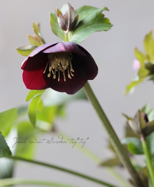 クリスマスローズ 『小輪黒カップシングル多花性』 No.B | すべての