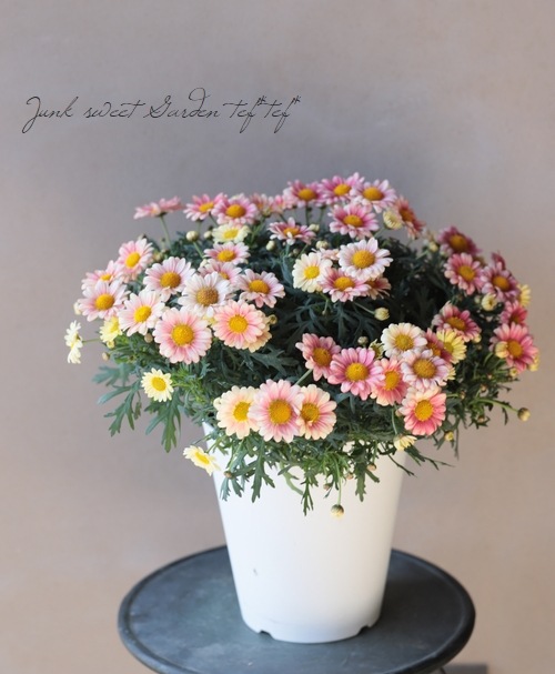 �ޡ�����åȡ��إ��꡼��ԥ󥯡١�