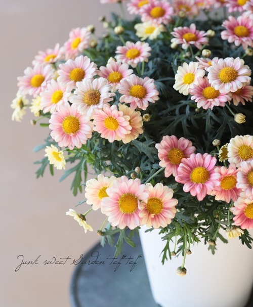 �ޡ�����åȡ��إ��꡼��ԥ󥯡١�