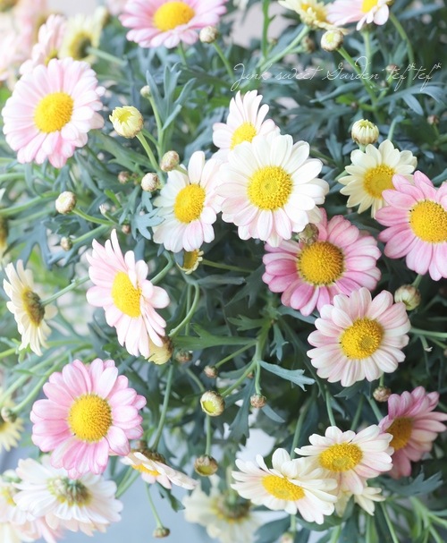 �ޡ�����åȡ��إ��꡼��ԥ󥯡١�