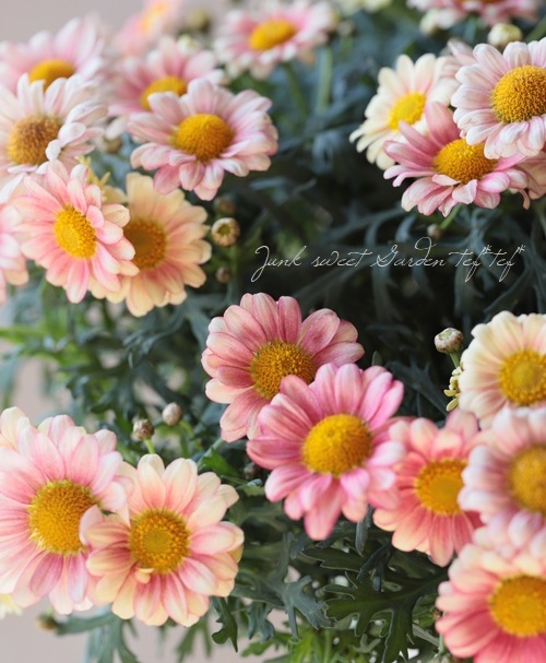 �ޡ�����åȡ��إ��꡼��ԥ󥯡١�