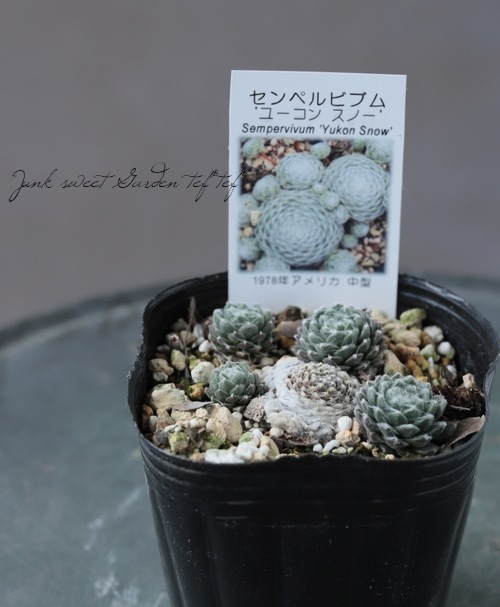 多肉植物】センペルビウム 『ユーコンスノー』 | Leaf Species,多肉