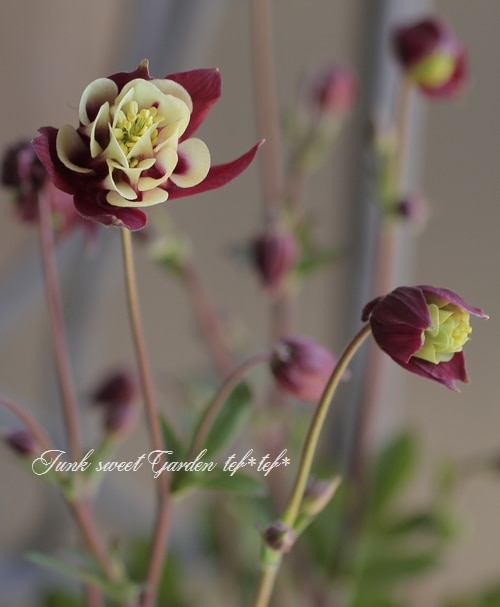 八重咲きオダマキ ウィンキー 『ダブルレッド＆ホワイト』 | すべての