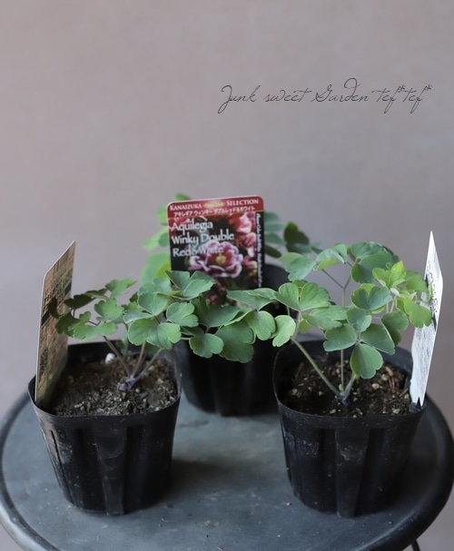 八重咲きオダマキ ウィンキー 『ダブルレッド＆ホワイト』 | すべての