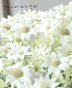 �ե��ͥ�ե� �إϥˡ��ޥ����åȡ�
