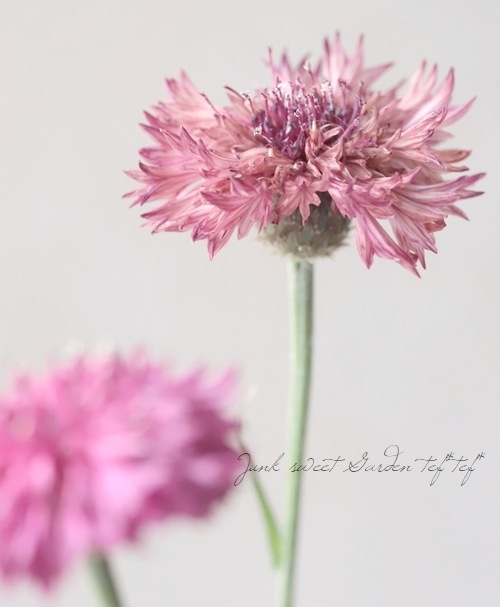 セントーレア (矢車草) 『クラシックロマンティック』 植え込み用