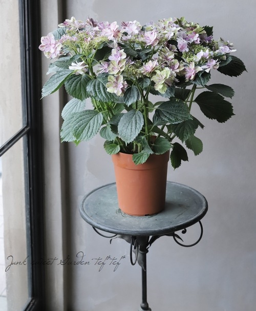 �ʤ����ͤλ��۲֡��ذ���鿥 -�����ߥ�����-�١��ԥ�