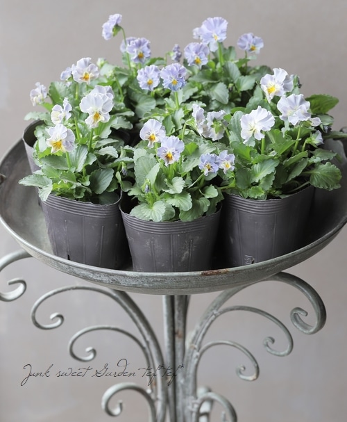 ○桂楓園さんのビオラ 『パステルフリル』 【ブルーグレイ】 | すべて