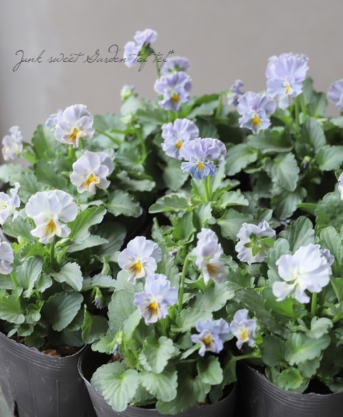 ハンドメイド　ビオラ i>Viola×wittrockiana </i><BR><BR>アンティークカラーのビオラ