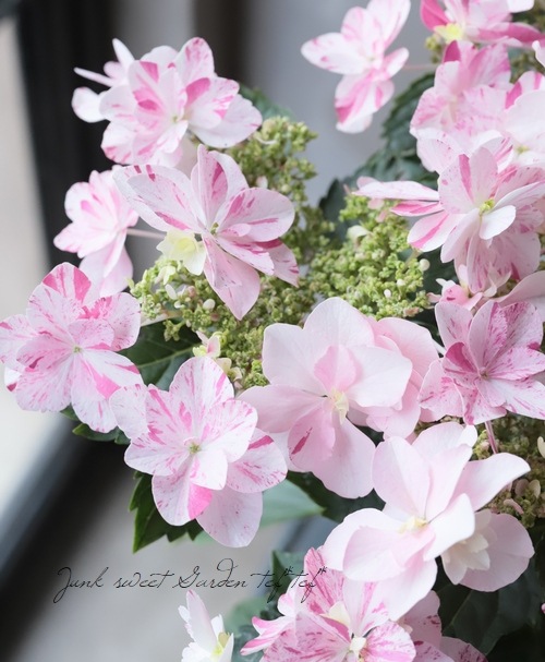 �ʤ����ͤλ��۲֡��ذ���鿥 -�����ߥ�����-�١��ԥ�