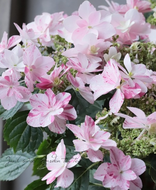 �ʤ����ͤλ��۲֡��ذ���鿥 -�����ߥ�����-�١��ԥ�