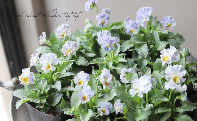 ○桂楓園さんのビオラ 『パステルフリル』 【ブルーグレイ】 | すべて