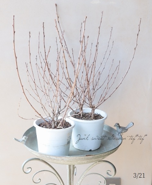 Ƽ�ե���ꥫ�ƥޥꥷ��ĥ����إ��ޡ��磻��� ����ѥ����ʼ� ������