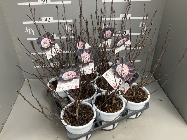 Ƽ�ե���ꥫ�ƥޥꥷ��ĥ����إ��ޡ��磻��� ����ѥ����ʼ� ������