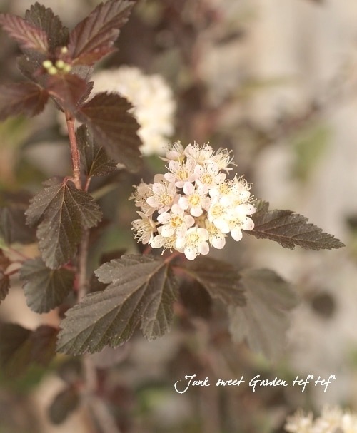 Ƽ�ե���ꥫ�ƥޥꥷ��ĥ����إ��ޡ��磻��� ����ѥ����ʼ� ������