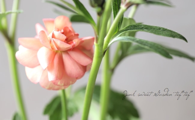 アイリス・ライラック 4枚 アイリス・ライラック 4枚