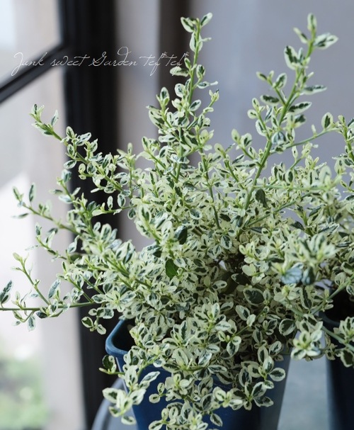 セアノサス・ラルシフロルス 『クールブルー』 | すべての商品