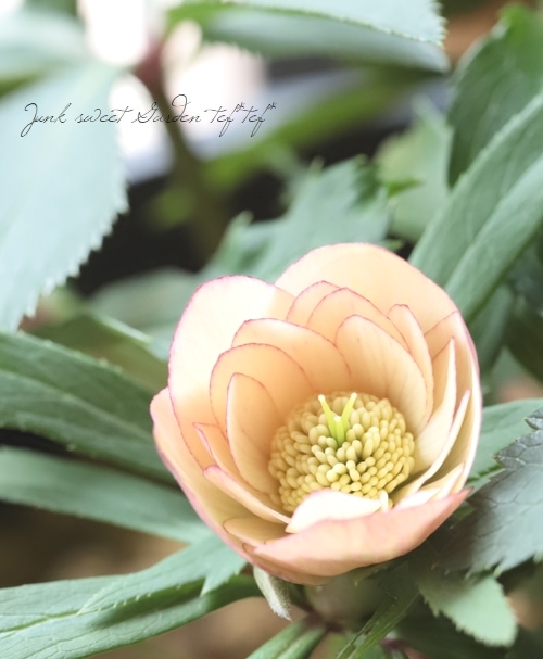 2026【No.29】三浦孝之氏・クリスマスローズ 『アプリコット・アップル