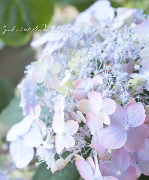 山紫陽花 『別子手まり』 | すべての商品 | | Junk sweet Garden tef*tef*