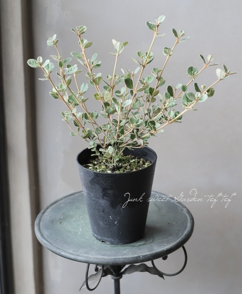 �ۥ磻�ȥ��쥢���إ���С١������쥢