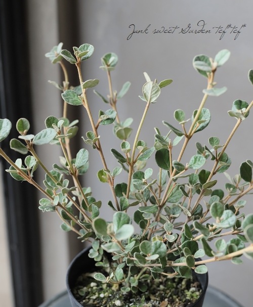 �ۥ磻�ȥ��쥢���إ���С١������쥢