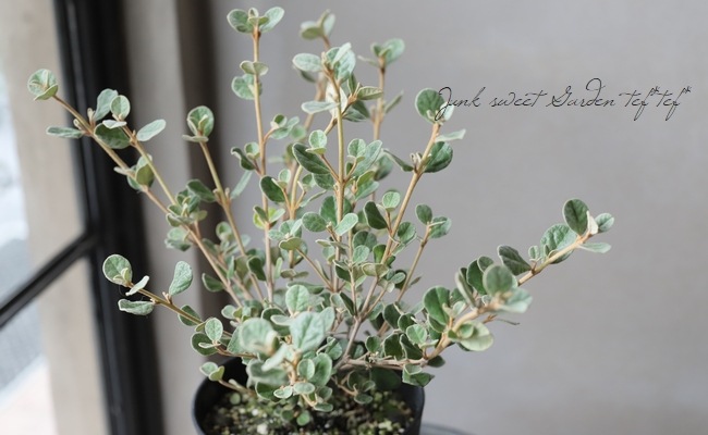 �ۥ磻�ȥ��쥢���إ���С١������쥢